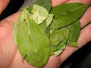 Coca Leaves