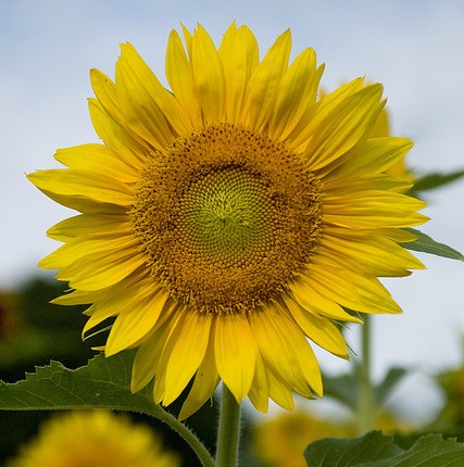 sunflower