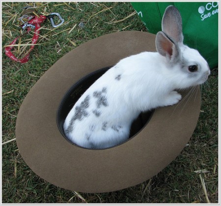 rabbit_hat