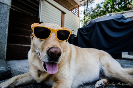 dog wearing sunglasses