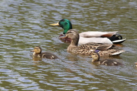 duck family